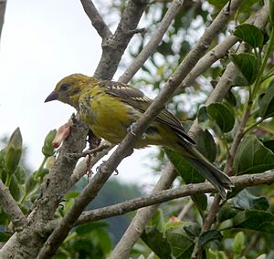 Flame-colored Tanager. Female. Piranga bidentata - Flickr - gailhampshire.jpg