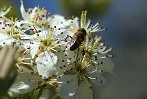 Flowers of Iberian pear visited by its pollinator Eristalinus taeniops