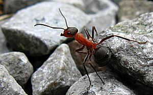 Formica rufa on patrol