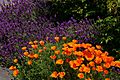 Friday Harbor Lavender and California Poppies