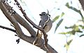 Gilbert's Whistler (Pachycephala inornata) (31380214646)