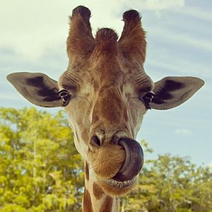 Giraffe's tongue
