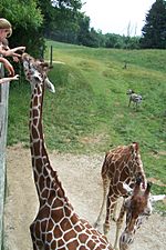 Giraffe feeding at binder park