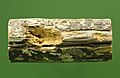 Gnawed limb, Daubentonia madagascariensis