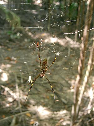Golden Silk Spider in Sendero Los Curumos Punta Sal