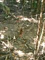 Golden Silk Spider in Sendero Los Curumos Punta Sal