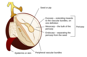 Grape berry diagram en
