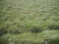 Grasses in the Valles Caldera 2014-06-26