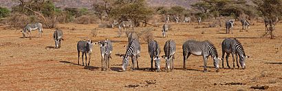 Grevy's Zebra Feeding