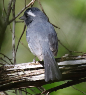 Grey-throated Chat