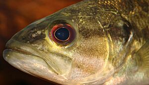 Guadalupe bass - Micropterus treculii
