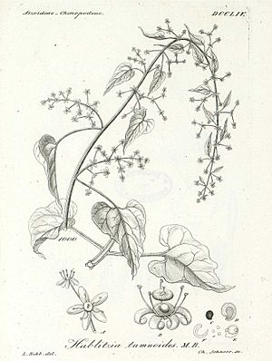 Hablitzia tamnoides, Reichenbach