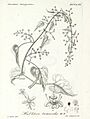 Hablitzia tamnoides, Reichenbach