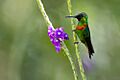 Heliodoxa aurescens, Gould's Jewelfront