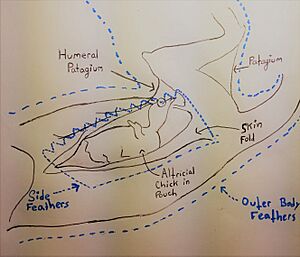 Heliornis fulica male pouch diagram