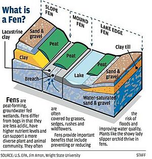 Illustrated diagram of a fen