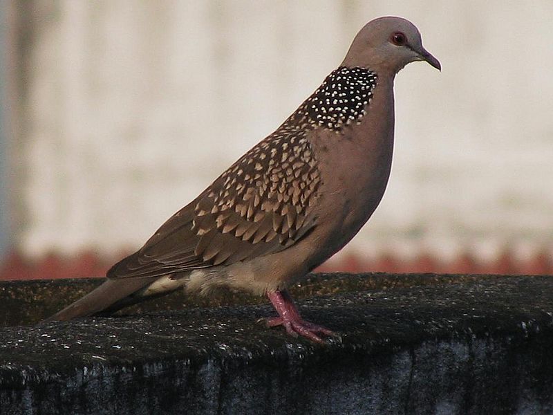 India Dove