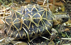 Indian star tortoise - Houston Zoo - cropped