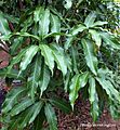 Irvingia gabonensis African Bush Mango (21033194961)