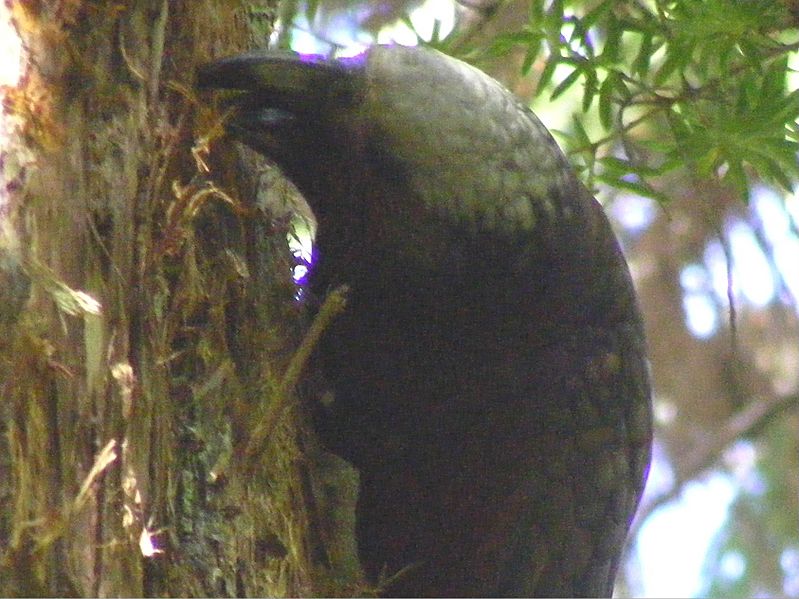 Kaka ripping bark