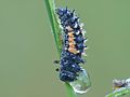 Ladybug larva (Coccinellidae)