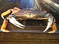 Large Dungeness Crab