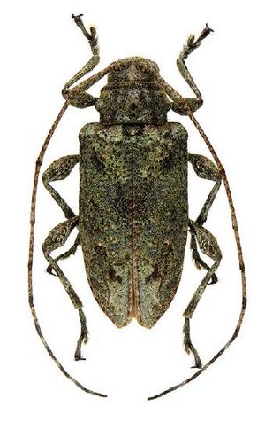 Leptostylopsis chlorescens.JPG