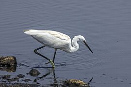 Little egret (Egretta garzetta) feeding Cyprus 1