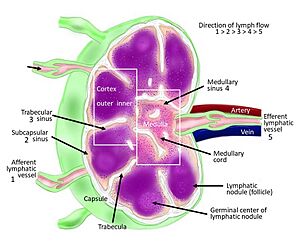 Lymphatic immune system lymph node5-CROPPED