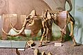 Mammuthus exilis mount, Santa Barbara, Natural History Museum