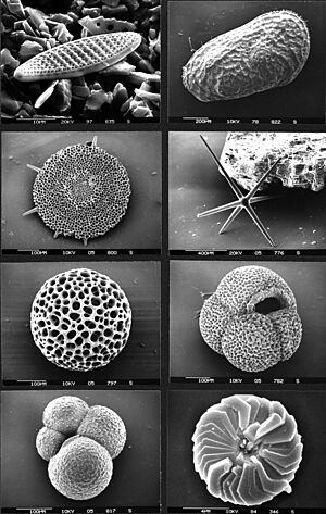 Marine-microfossils hg