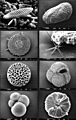 Marine-microfossils hg