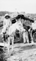 Mary Agnes Chase Collecting Plants, Brazil, Image ID 96-548