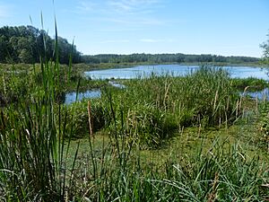 One of the ponds at McMillan Marsh State Wildlife area