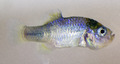 Megupsilon aporus - last male.tif