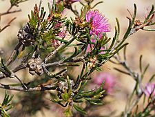 Melaleuca parviceps (leaves, flowers, fruits)