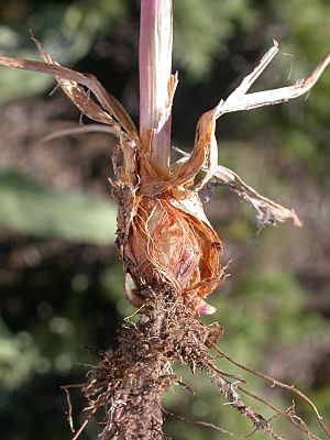 Melica spectabilis.jpg