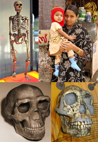 Members of Genus Homo