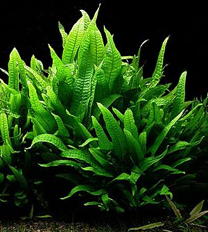 Microsorum pteropus.jpg