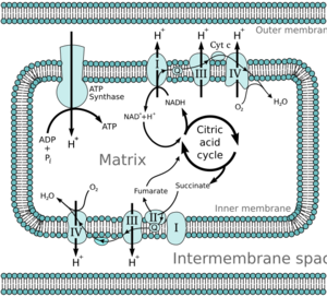 Mitochondrial electron transport chain—Etc4