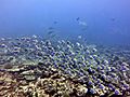 Mixed feeding shoal herbivorous fish