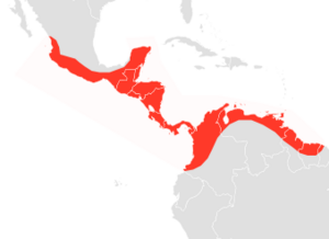 Molossus sinaloae map.png