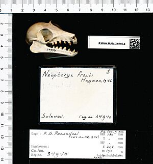 Naturalis Biodiversity Center - RMNH.MAM.34940.a lat - Neopteryx frosti - skull.jpeg