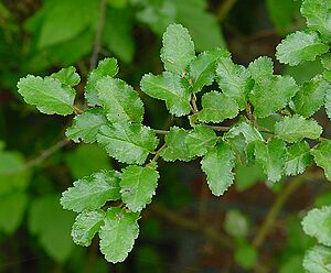Nothofagus antarctica D