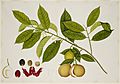 Nutmeg Tree - 40 drawings of plants at Bencoolen, Sumatra (c.1824) - BL NHD 48-23