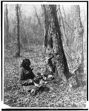 Ojibwe woman tapping for sugar maple syrup