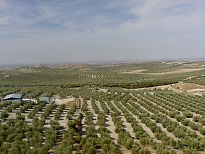 Olivares de la campiña estepeña