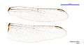 Orthetrum sabina male wings (34895879562)