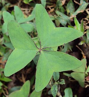 Oxalis latifolia