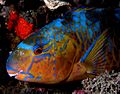 Parrotfish Timor